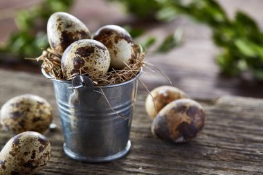 Bıldırcın yumurtası kova ve yumurta bir keten peçete ve Şimşir dalı, seçici odak üzerinde piramit bahar bileşimi