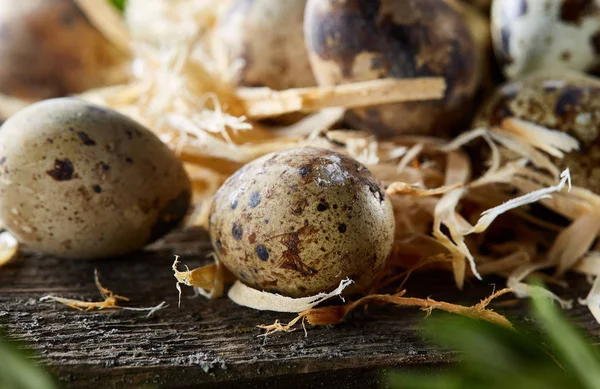 Œufs de caille sur une vieille surface en bois brun avec des feuilles naturelles floues vertes, mise au point sélective, gros plan — Photo