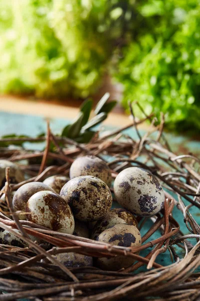 Fürj tojás felületén régi barna fa háttér zöld homályos természetes levelek, szelektív összpontosít, közelkép — Stock Fotó