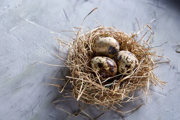 Bodegón conceptual con huevos de codorniz en nido de heno sobre fondo gris, enfoque selectivo — Foto de Stock