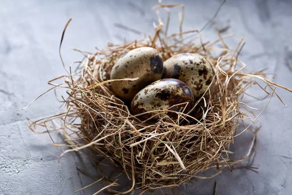 Bodegón conceptual con huevos de codorniz en nido de heno sobre fondo gris, enfoque selectivo — Foto de Stock