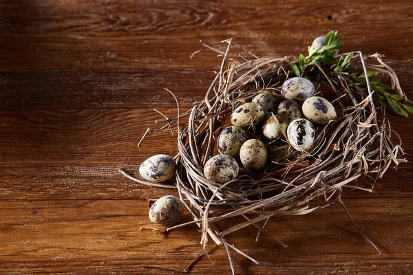 Weidennest mit Wachteleiern auf dunklem Holzgrund, Draufsicht, Nahaufnahme, selektiver Fokus — Stockfoto