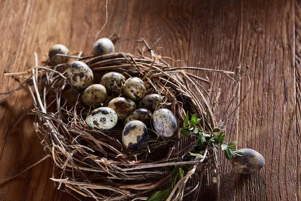 Willow hnízdo s Křepelčí vejce na tmavé dřevěné pozadí, pohled shora, detail, selektivní zaměření — Stock fotografie