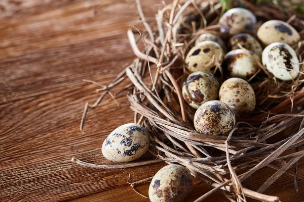 Willow fészket fürj tojás, sötét fából készült háttér, felülnézet, zár-megjelöl, szelektív összpontosít — Stock Fotó