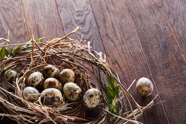 Ninho de salgueiro com ovos de codorna no fundo de madeira escura, vista superior, close-up, foco seletivo — Fotografia de Stock
