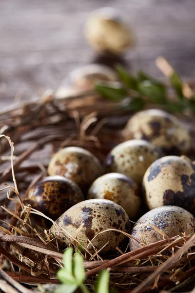 Nid de saule avec œufs de caille sur fond bois foncé, vue de dessus, gros plan, mise au point sélective — Photo