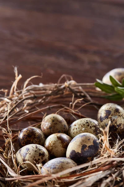 Willow nest with quail eggs on the dark wooden background, top view, close-up, selective focus — Stock Photo, Image