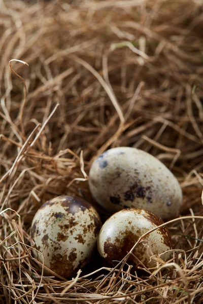 Bodegón conceptual con huevos de codorniz en el nido de heno, de cerca, enfoque selectivo — Foto de Stock