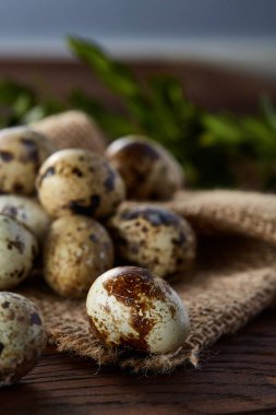 Piramit peçeteye Şimşir dalları ile düzenlenmiş bir ahşap masa, yakın çekim, seçici odak üzerinde bıldırcın yumurtası.