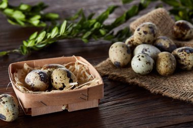 Yumurtalar bıldırcın kutusunun kompozisyon yumurta saf peçeteye Şimşir ahşap arka plan, üstten görünüm