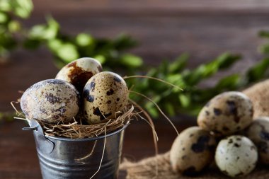 Bıldırcın yumurtası keten peçete ve Şimşir dal, seçici odak demet bahar bileşimi