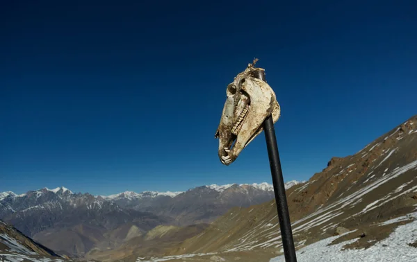 Mavi gökyüzü ve karlı dağların arka planında siyah bir iğneye bağlanmış bir hayvanın açık kafatası.