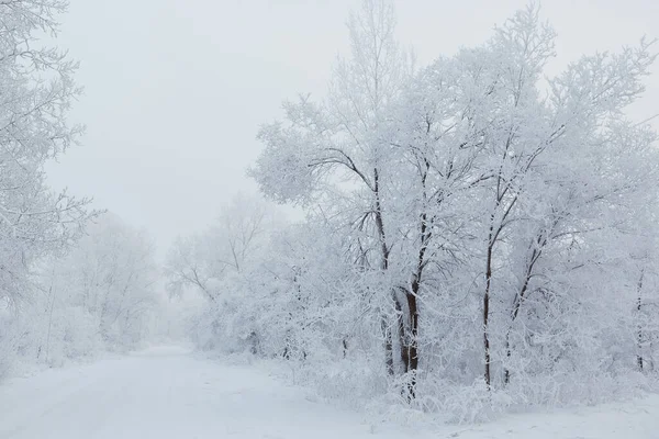 Kış parkında karlı ağaçlar.