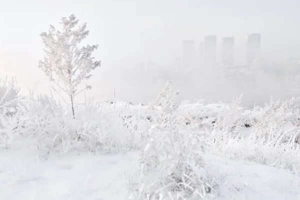 Kış Manzarası ve Ağaç.