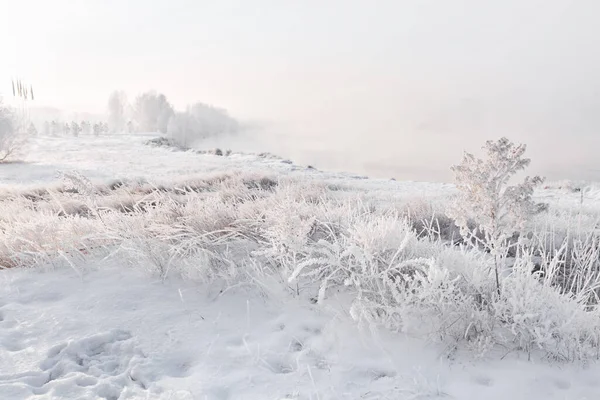 Kış Manzarası ve Ağaç.