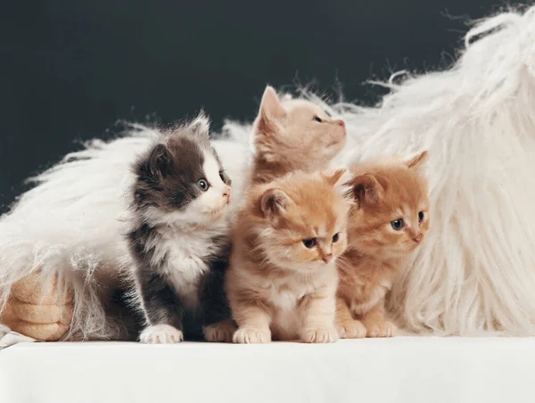 Dört yavru kedi portresi. Stüdyo çekimi.