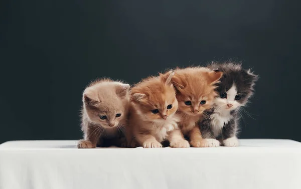 Dört yavru kedi portresi. Stüdyo çekimi.