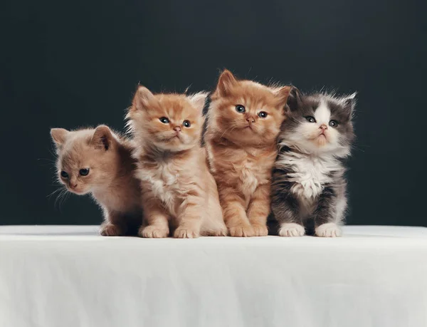 Genç kedi grubunun portresi. Stüdyo çekimi.
