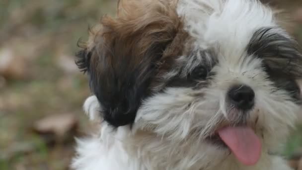 Vackra aktiv hund bland det höga gräset med öppen mun hoppning tittar ivrigt väntar på kasta pinnen. — Stockvideo