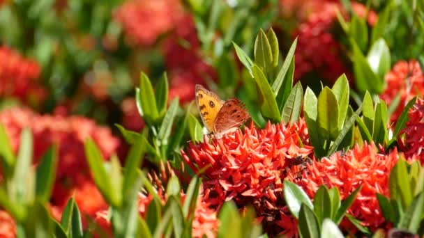 4K: La alimentación de la mariposa en una flor roja de Ixora — Vídeo de stock