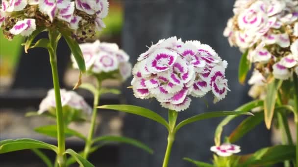 風が吹くと色の白と紫の花, — ストック動画