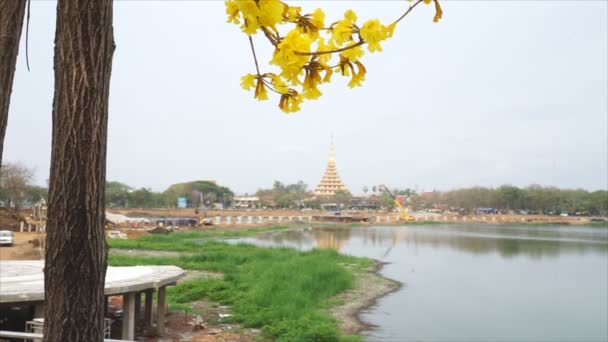 Arbre de fleurs d'or avec vent beau sur temple flou et bord de rivière — Video