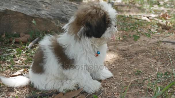 Bellissimo cane attivo tra l'erba alta con la bocca aperta che salta guardando con impazienza in attesa del bastone di lancio . — Video Stock