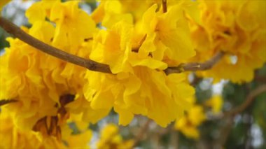 Altın Rüzgar güzel çiçeklerle ağaç