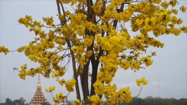 Gold flowers with wind beautiful on tree — Stock Video