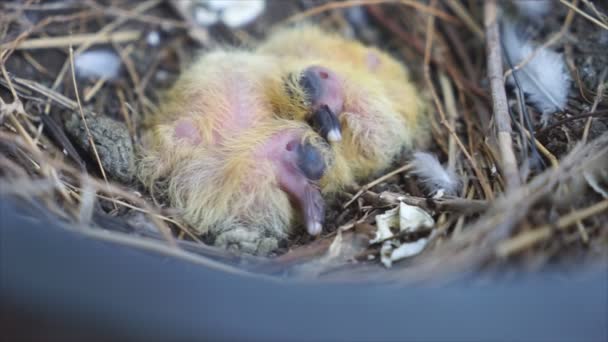 Маленький голубь, родившийся в гнезде . — стоковое видео