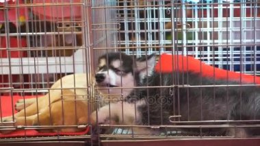 Belgili tanımlık köpek içinde belgili tanımlık kafes, küçük köpek kafes içinde uyuyan bıkkın,