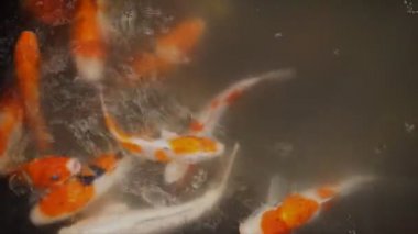 Süslü sazan yukarıda içinde yüzüyor