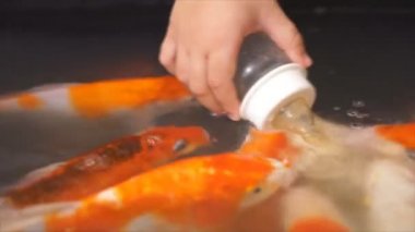 Bebek şişe besleme şişe besleme balık için Amazing süslü bok balık tarafından besleme şişe süt.,