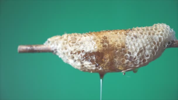Stopáže videa med hřeben makro medu na zeleném pozadí, — Stock video