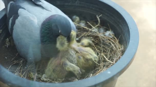 La paloma está alimentando al pájaro bebé . — Vídeos de Stock