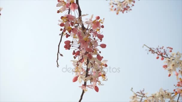 Pink Cassia, Pink Shower on their branch, beautiful white and pink flower in Thailand. — Stockvideo