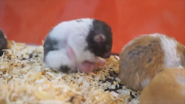 Kleine rat is het verhogen van baeodon in ratten nest — Stockvideo