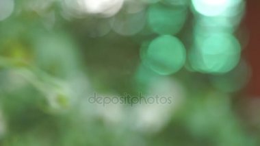 Güzel yeşil doğa arka plan. Güneş Rüzgar yeşil yapraklarda üfleme ile parlar. Yaz Ağaçlar sallanan üzerinde mavi gökyüzü. Odak video görüntüleri dışarı.