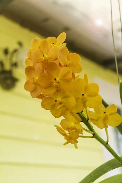 Full bloom of yellow orchid flower — Stock Photo, Image