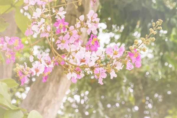 Pink flower bokeh background — Stock Photo, Image
