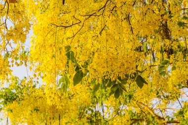 Altın duş ağaç ve Cassia Fistül çiçek. sarı çiçek geri