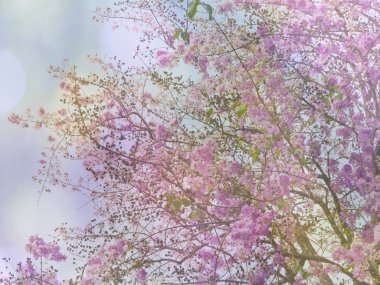 Mavi çiçek arka plan veya doku.