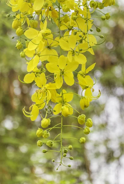 Golden shower bloom in summer of thailand — Stock Photo, Image