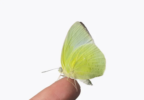 Fjäril sitter på fingret på vit bakgrund — Stockfoto