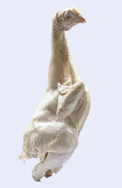 Raw fresh chicken. isolated on white background. — Stock Photo, Image