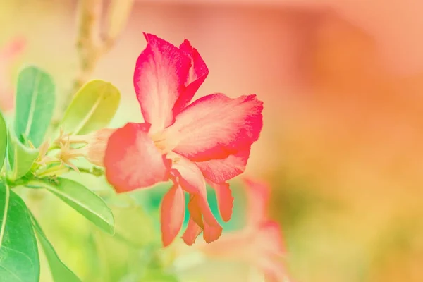 Pink flower background, abstract blurred flower, — Stock Photo, Image