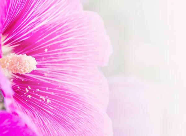 Pink flower background, Close up pink flower, — ストック写真