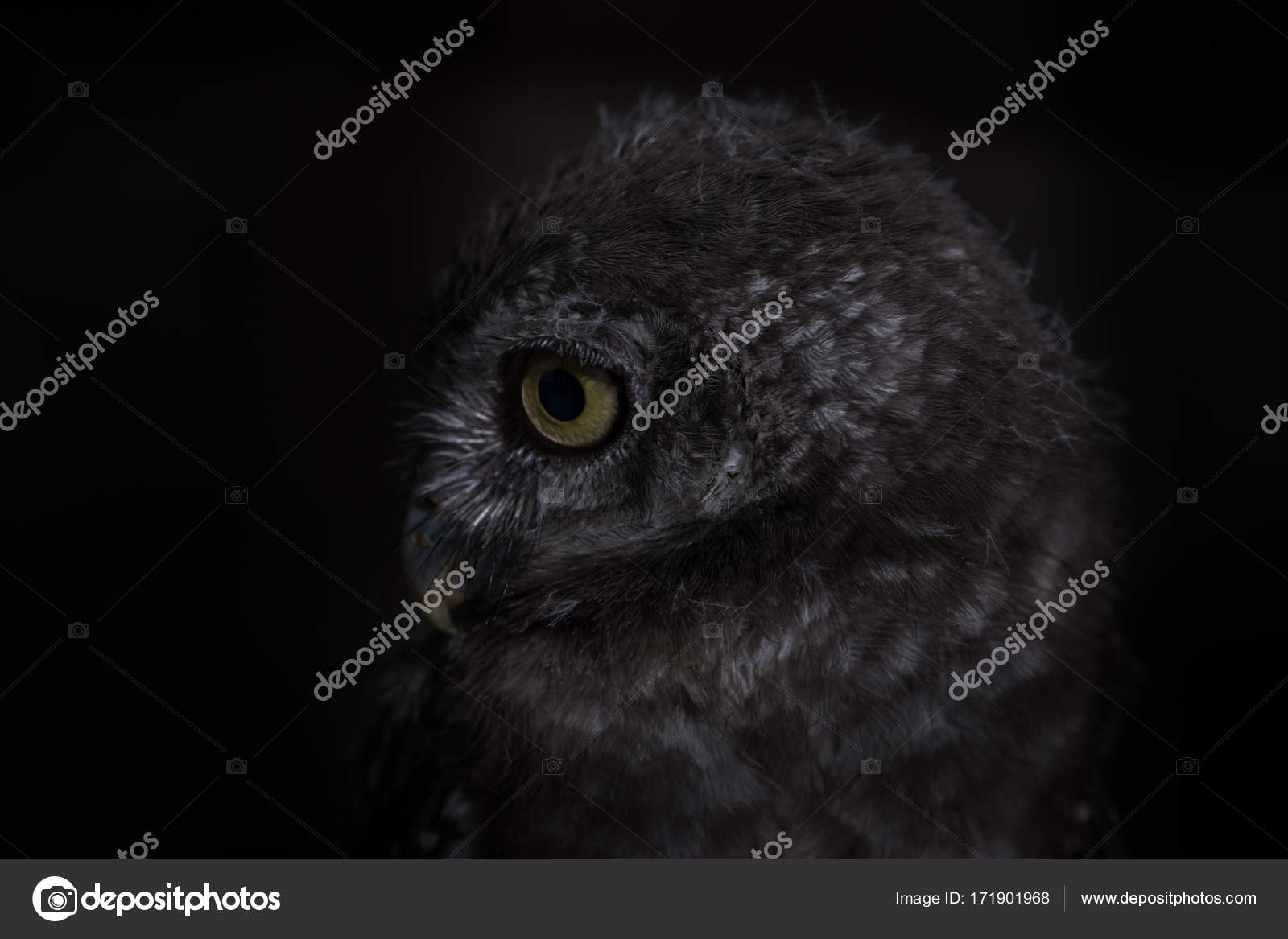 pics Black Owl Green Background Logo depositphotos