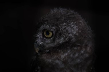 Baykuş yeşil çim ve siyah arka plan, select odak göz spot,