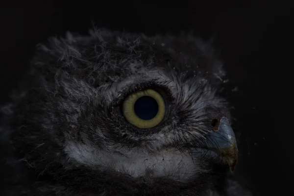 Spot owl fundo preto , — Fotografia de Stock